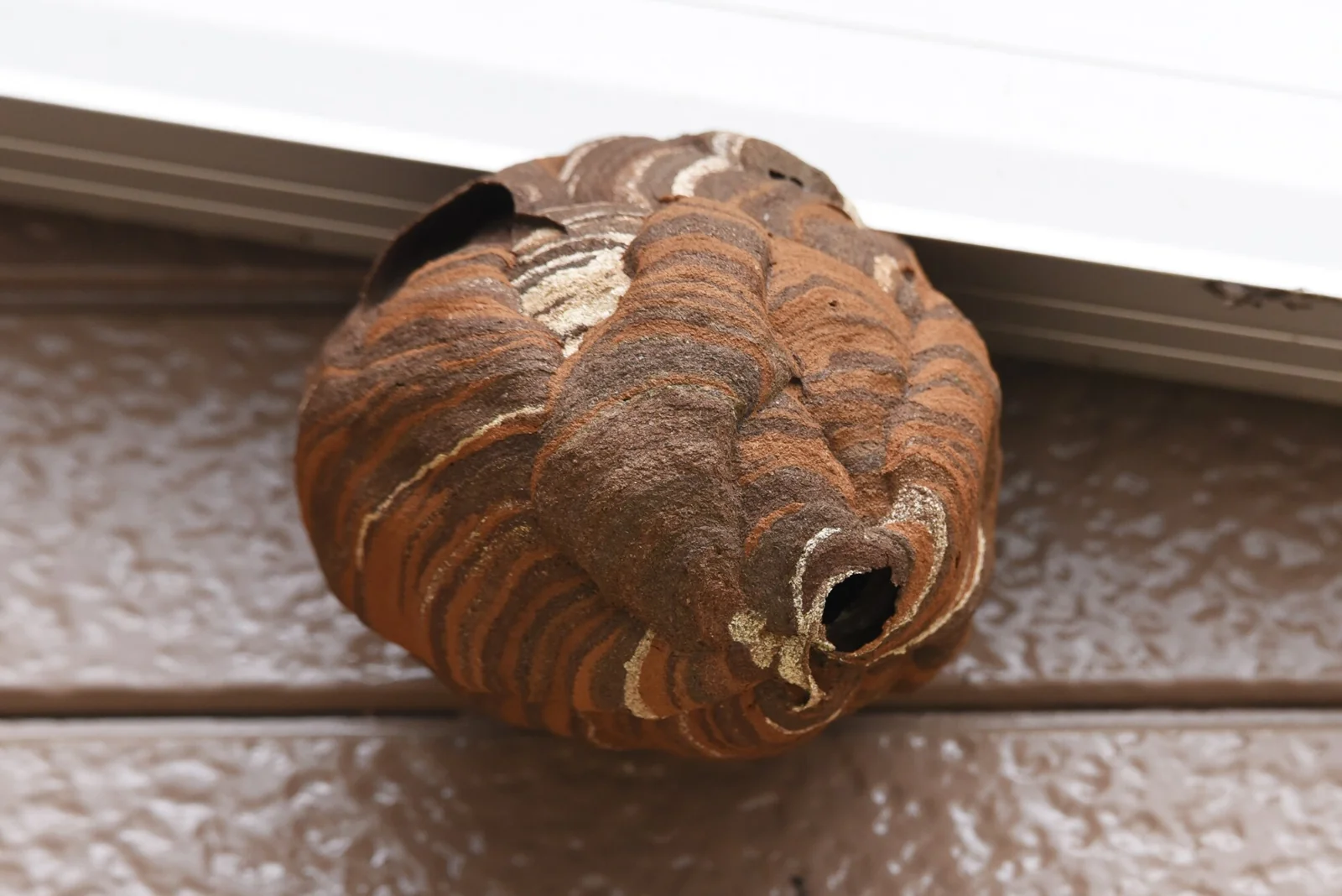 戸建て住宅で駆除した直径約20センチのスズメバチの巣