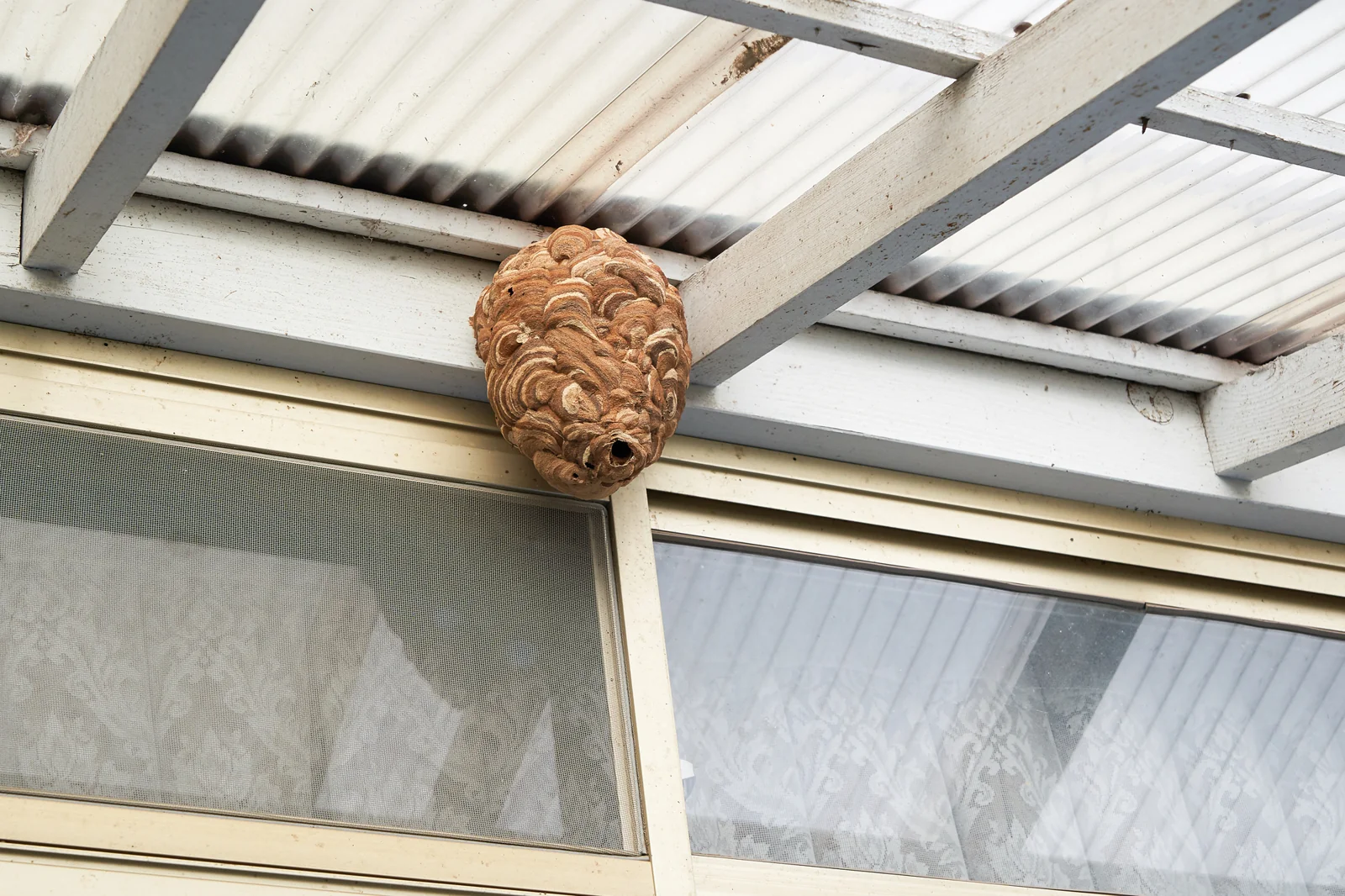 戸建ての屋根のひさし部分に作られた蜂の巣
