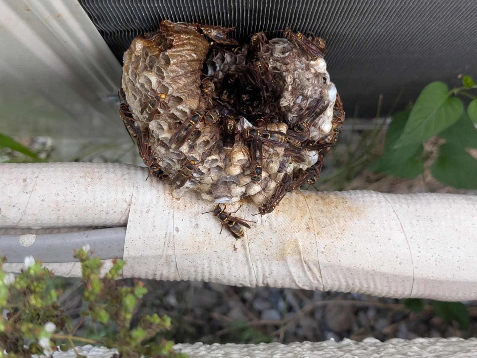 戸建て住宅の軒下にできた蜂の巣と、その近くの通路