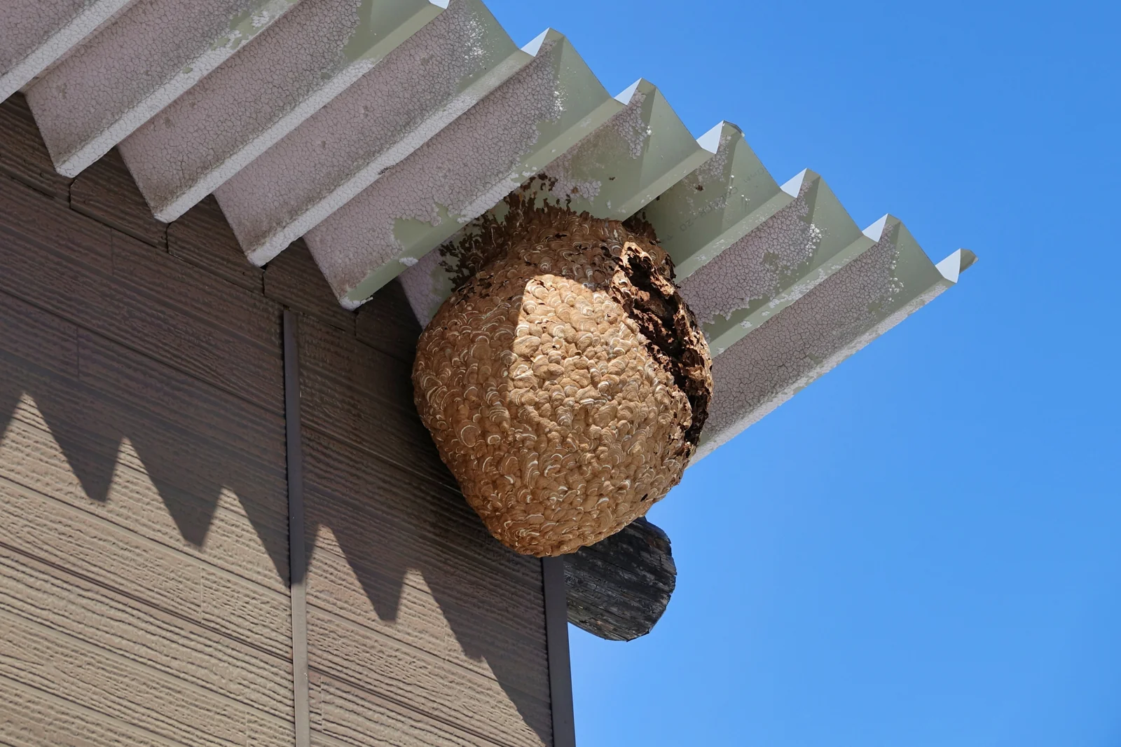 屋根裏の梁の間に作られた蜂の巣。外からは巣の大きさが分からない