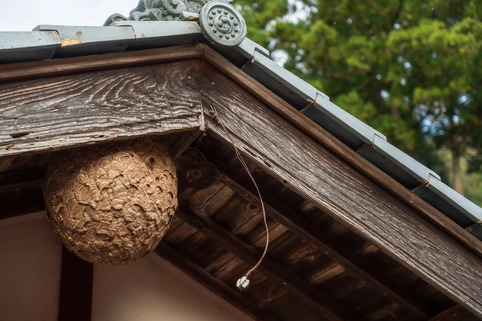 蜂の巣から離れた場所から撮った住宅の外観写真。2階の軒下に巣があることが分かる
