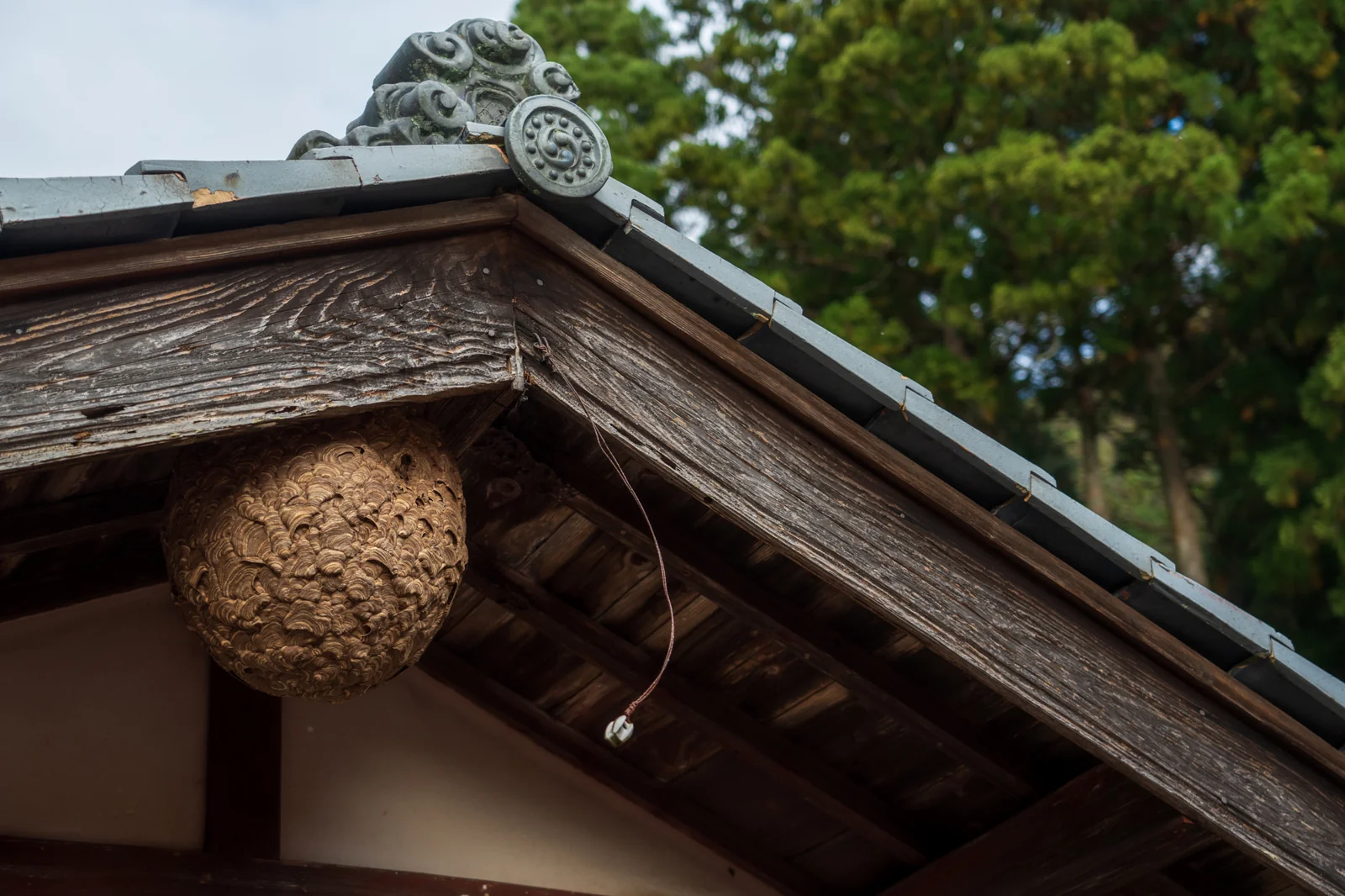 蜂が出入りしていた屋根裏の開口部