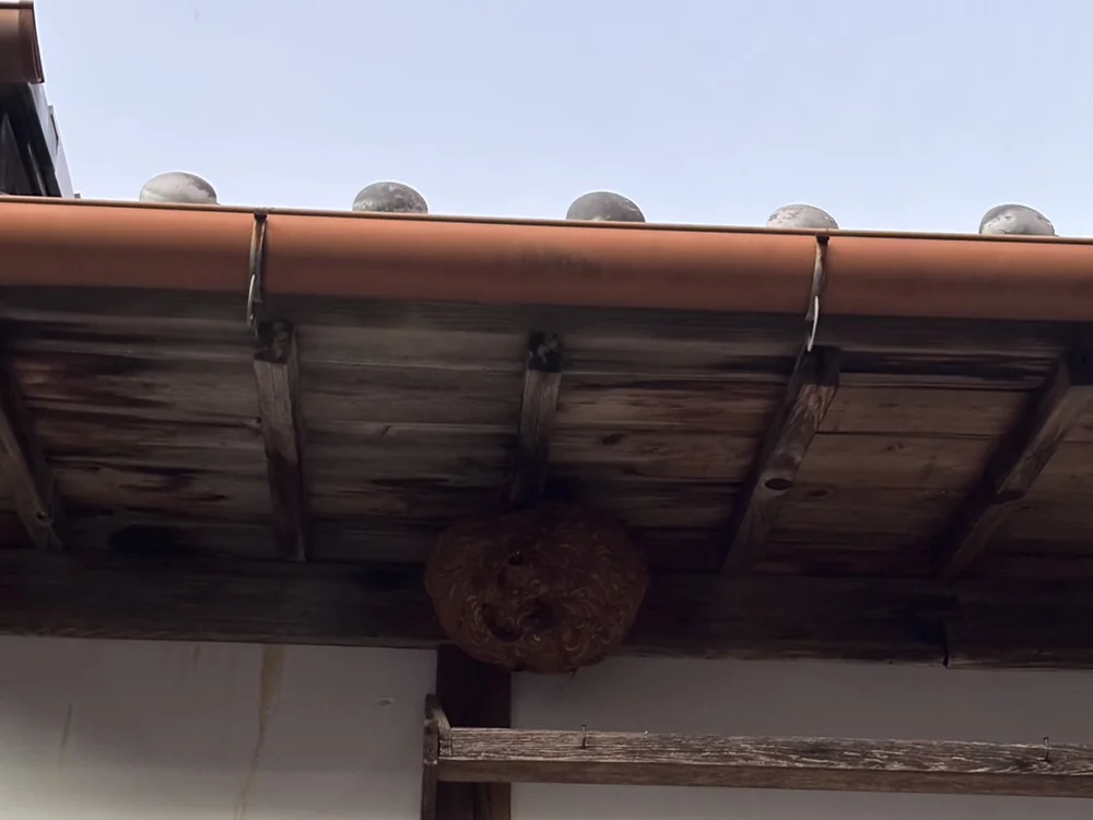 屋根のひさしの下にできたスズメバチの巣（BeeDASHの施工事例・愛知県名古屋市）