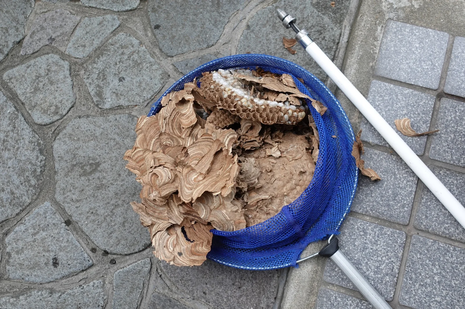 巣を外したあとの軒下と、片づけた状態